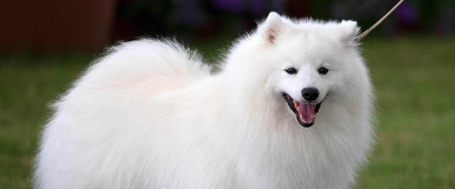 Dog that looks like a sales white fox